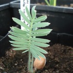 dioon-edule-rv-20090726