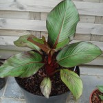 ensete-ventricosum-maurelli-20090717