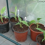 musa-ornata-20090726
