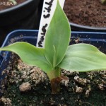 musa-sikkimensis-20090726
