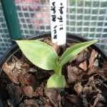 musa-velutina-pink-200906