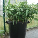 pseudosassa-j-200907