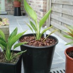 ravenala-madagascariensis-20090717