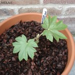 tetrapanax-20090717