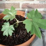 tetrapanax-20090726