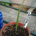 trachycarpus-nanus-20090726