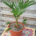 trachycarpus-wagnerianus-200906