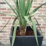 yucca-glor-vr-200907
