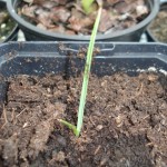 yucca-rostrata-20090717