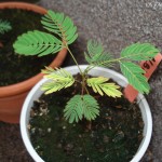 albizia-200908