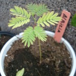 albizia-julibrissin-20090812