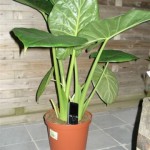 alocasia-calidora-2009081