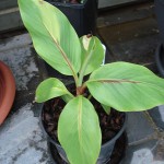 musa-ornata-200908