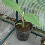musa-ornata-20090812