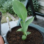 musa-sikkimensis-200908