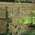 phyllostachys-200908