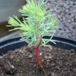 sequoia-g-200908