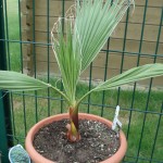 washingtonia-filifera-20090812