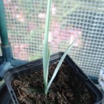 yucca-rostrata-200908