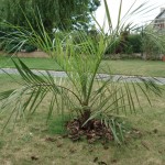 Butia eriospatha 201008