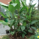 Canna musafolia 20100807