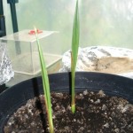 Jubaea chilensis 201008