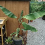 Musa ornata 201008
