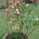 Oleander 201008