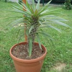 Pachypodium 201008
