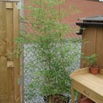 Phyllostachys 201008