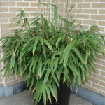Pseudosasa japonica 201008