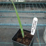 Sabal maritima 201008