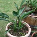 Strelitzia reginae 201008