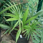 Trachycarpus sp Nova 201008