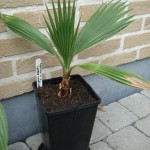 Washingtonia robusta 201008
