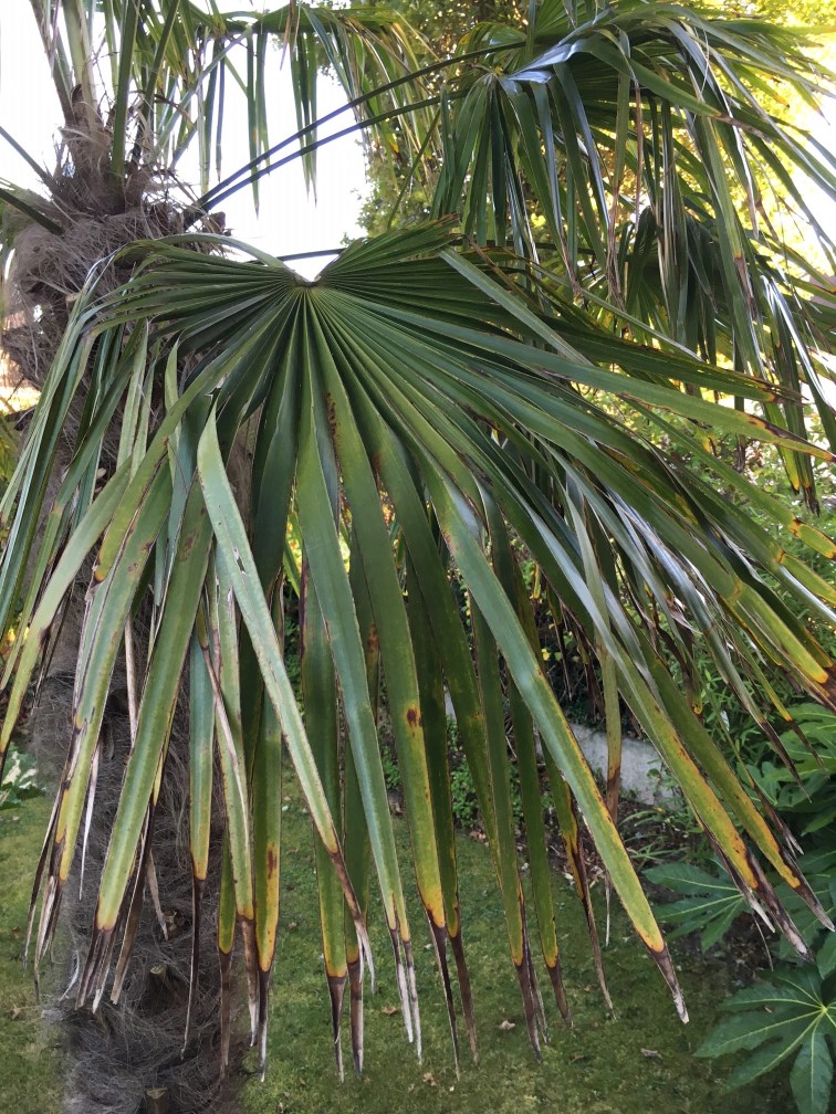 Pourquoi mon palmier dépérit-il après sa plantation en pleine terre? | La  Palmeraie fr