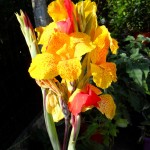 SAM_0016