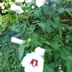 SAM_0021