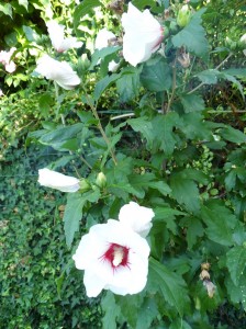 SAM_0021