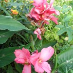 SAM_0026
