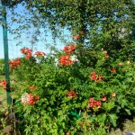 SAM_0036