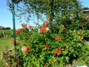 SAM_0036