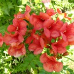 SAM_0038