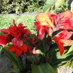 SAM_0043