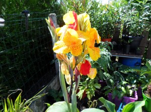 SAM_0071