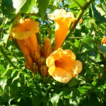 SAM_0119