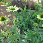 SAM_0162