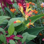 SAM_0166