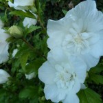 SAM_0172