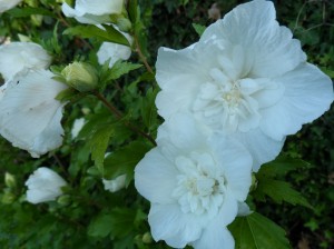 SAM_0172